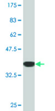 Monoclonal Anti-PANX1, (C-terminal) antibody produced