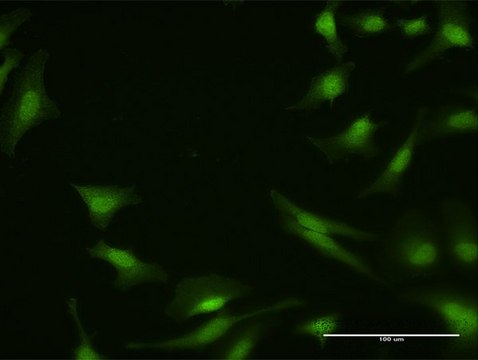 Anti-PPP2R4 antibody produced in rabbit