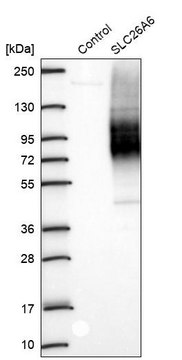 Anti-SLC26A6 antibody produced in rabbit