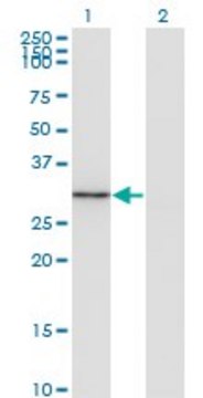 Monoclonal Anti-FGL1 antibody produced in