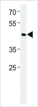 ANTI-BHLH3(N-TERMINAL) antibody produced in rabbit