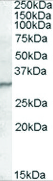 Anti-PGRP-S antibody produced in goat