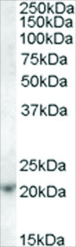 Anti-ASF1A antibody produced in goat