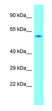 Anti-Usp21 (N-terminal) antibody produced in