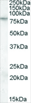 Anti-FMR1 antibody produced in goat