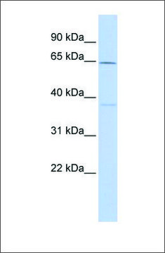 Anti-CACNB1 antibody produced in rabbit