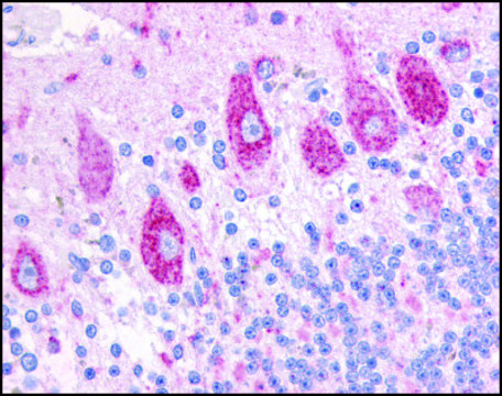 Anti-DUSP23 antibody produced in rabbit