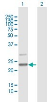Anti-C7ORF30 antibody produced in mouse
