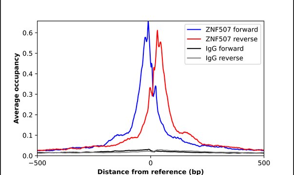 Anti-ZNF507 antibody produced in rabbit