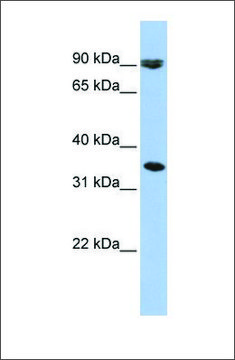Anti-SLC10A7 antibody produced in rabbit