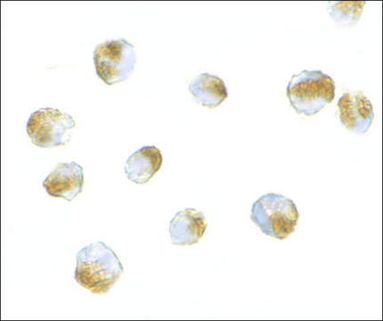 Anti-Bub3 antibody produced in rabbit