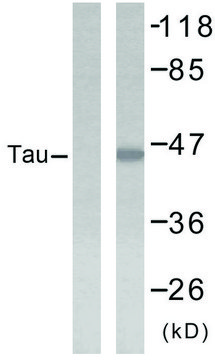 Anti-TAU antibody produced in rabbit