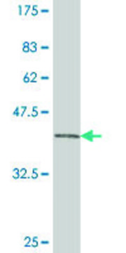 Monoclonal Anti-PAX3 antibody produced in