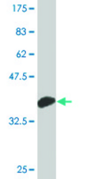 Monoclonal Anti-MAP3K15 antibody produced in