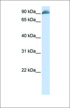 Anti-EPB41 antibody produced in rabbit