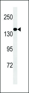 ANTI-MED14 antibody produced in mouse