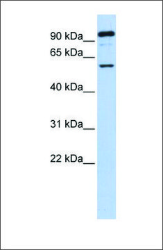 Anti-GABRR1 antibody produced in rabbit