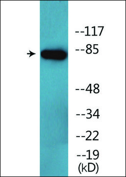 Anti-phospho-CD44 (pSer???) antibody produced in