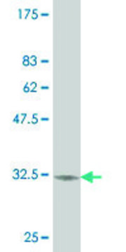 ANTI-ZIC1 antibody produced in mouse