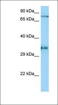 Anti-AQP4 antibody produced in rabbit