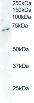 Anti-ELMO3 antibody produced in goat