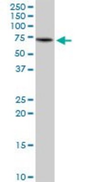 Anti-KLC4 antibody produced in mouse