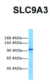 Anti-SLC9A3 antibody produced in rabbit
