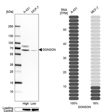 Anti-DONSON antibody produced in rabbit