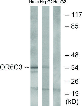 Anti-OR6C3 antibody produced in rabbit