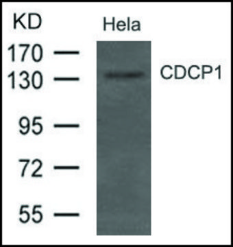 Anti-CDCP1 antibody produced in rabbit
