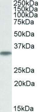 Anti-MAPRE3 antibody produced in goat