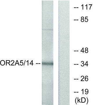 Anti-OR2A5 antibody produced in rabbit