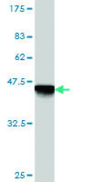 Monoclonal Anti-GEMIN7 antibody produced in
