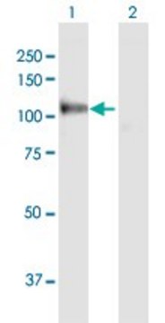 Anti-MANBA antibody produced in rabbit