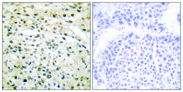 Anti-DNMT3B antibody produced in rabbit