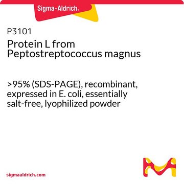Protein L from Peptostreptococcus magnus