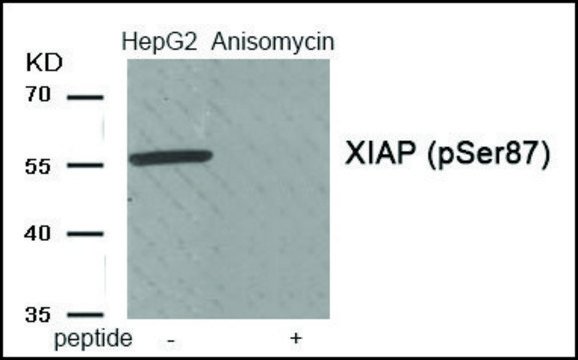 Anti-phospho-XIAP (pSer??) antibody produced in