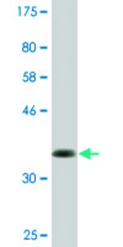 Monoclonal Anti-ABI3BP antibody produced in