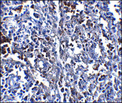 Monoclonal Anti-ORAI1 antibody produced in