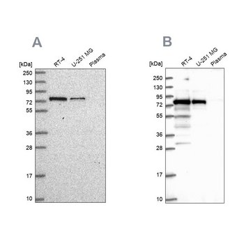 Anti-GNL1 antibody produced in rabbit