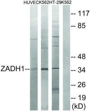 Anti-ZADH1 antibody produced in rabbit