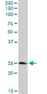 Anti-STX8 antibody produced in rabbit