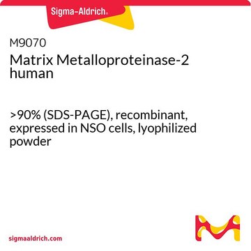 Matrix Metalloproteinase-2 human