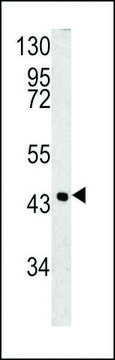 ANTI-SPB3(N-TERMINAL) antibody produced in rabbit