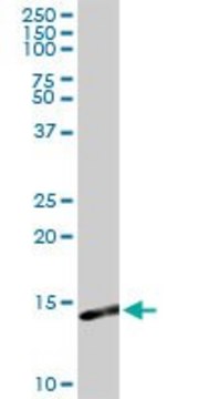Anti-S100A9 antibody produced in rabbit