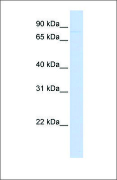 Anti-CDH12 antibody produced in rabbit