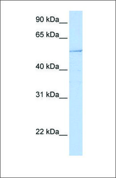 Anti-HNF1B antibody produced in rabbit