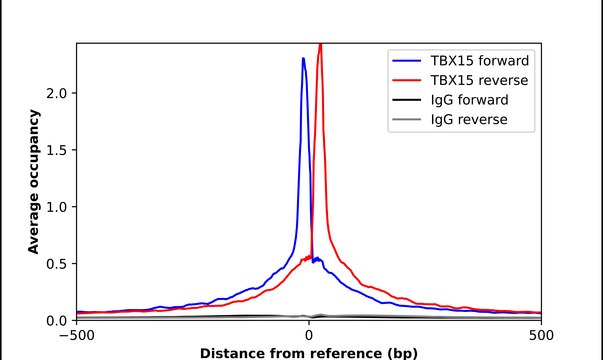 Anti-TBX15 antibody produced in rabbit