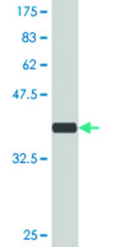 Monoclonal Anti-ARHGEF11 antibody produced in