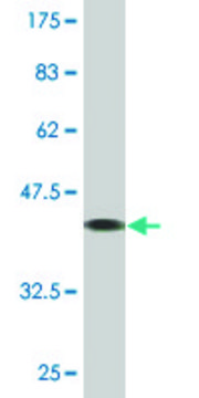 Monoclonal Anti-TCAP antibody produced in